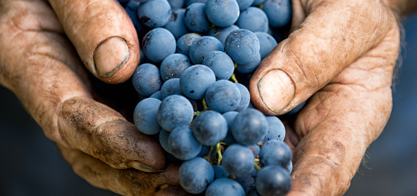 eataly vino